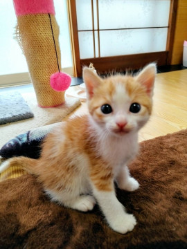 クリクリお目々の茶白くん