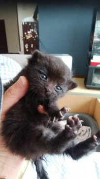 黒猫です
