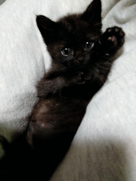人にも猫にもフレンドリー