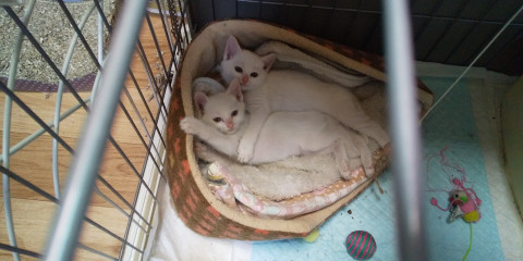 ちびっこ白君