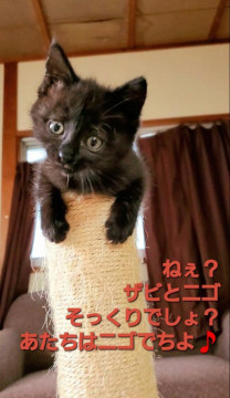 可愛い黒猫ちゃん【譲渡会参加】