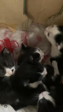 可愛いハチワレ子猫