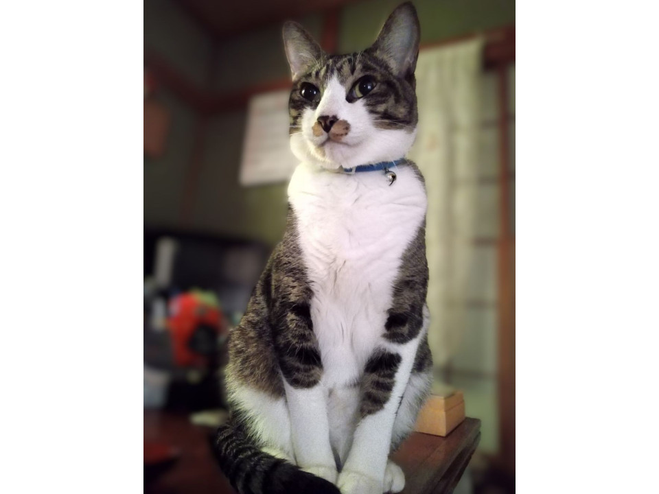 キジ白オスのナッツ  甘えんぼう