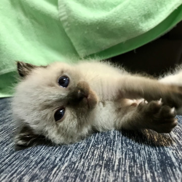 全てが愛くるしくオモロい男の子