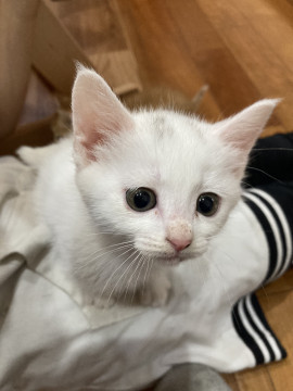 かわいい白猫ちゃん