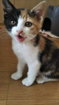 美人三毛ちゃん