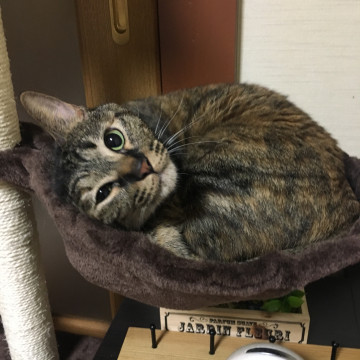 ツンデレ猫ちゃん!