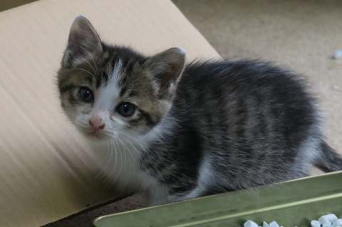 おっとりはちわれちゃん