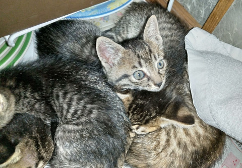 顔が茶色、シロサバ子猫グレー