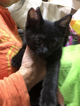 2.5〜3か月☆去勢済み元気な黒猫