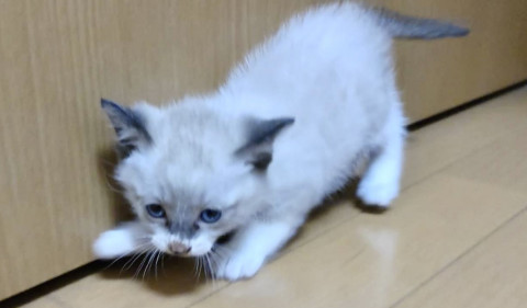 【トライアル中】シャムミックスの男の子