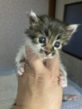 広島県 キジ白 サバ白 ひこぼしくん 猫の里親募集 ネコジルシ