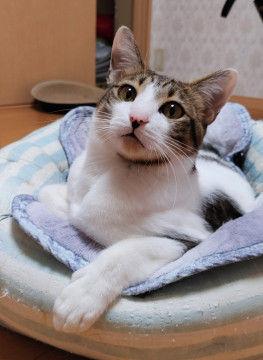 お膝からおりません!ナデナデ大好きヤチャ