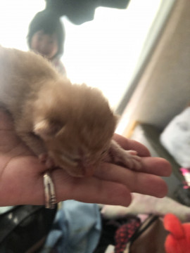 茶トラのチャチャちゃん❤️