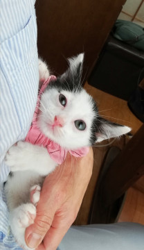 多頭崩壊からのはらからにゃんこ4