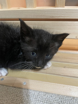 【5兄弟】黒白の子猫(生後約1ヶ月)
