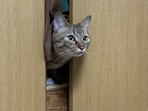 穏やかな紳士。