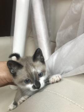 優しいシャム風ベージュ君