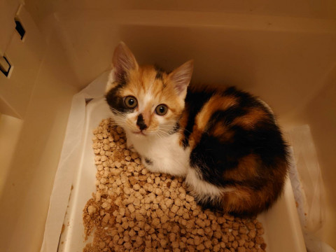 とっても可愛らしい三毛猫ちゃん