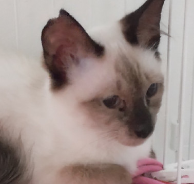 ふわふわホワイトシャム人馴抜群チャム君
