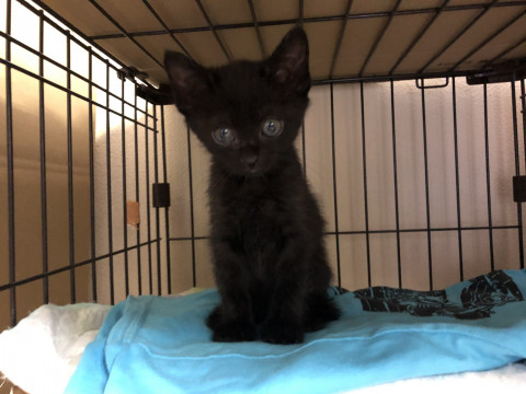 愛嬌のある黒猫くんです。