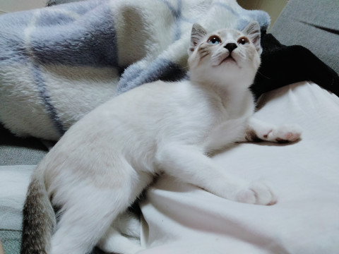 可愛いシャム系の男の子