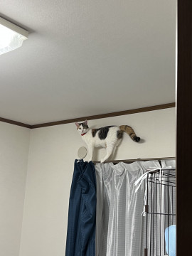 甘えん坊の三毛猫ちゃん