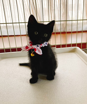 兄妹唯一の♂黒猫