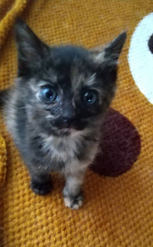 可愛いサビ猫サビィちゃん