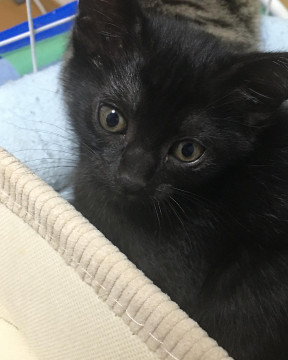 トライアル決定☆黒猫ちゃん