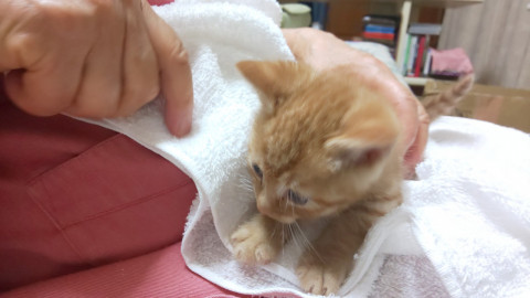 茶トラお兄ちゃん