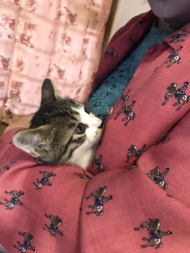 ボブテールの雉白ちゃん