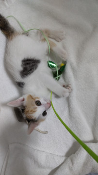 三毛猫(メス)の里親募集
