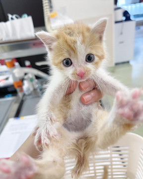 子猫★サンジュ【❶❶❹兄妹譲渡希望です☺