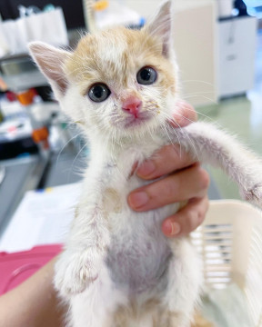 子猫★ウイチ【❶❶⑤兄妹譲渡希望してます