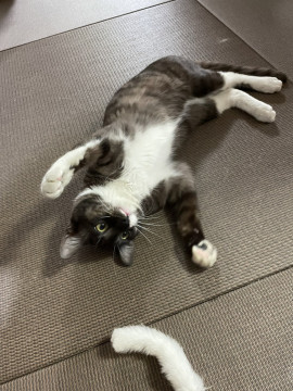 甘えん坊のかまってちゃんにゃんこです