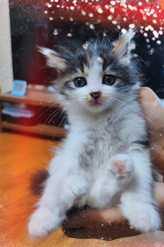 かわいい仔猫