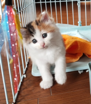 美仔猫