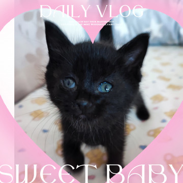 かわいい仔猫