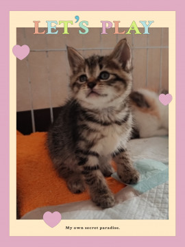 美仔猫