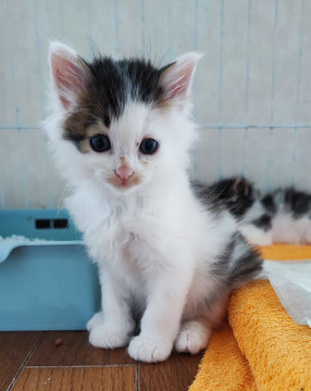 美仔猫