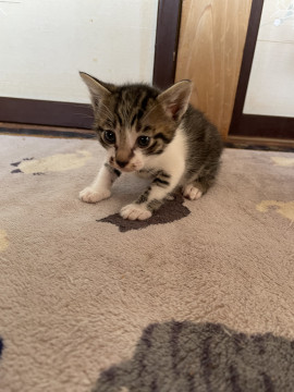 強そうなお顔のカギしっぽ君