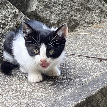 離乳間近なかわいいハチワレ仔猫ちゃん