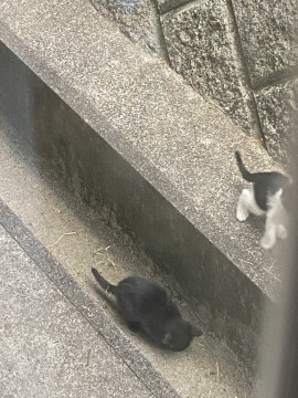 真っ黒クロちゃん