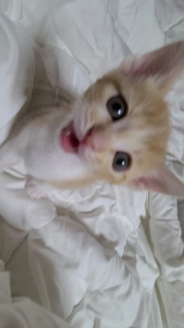 保護仔猫5にゃん衆 茶トラ白