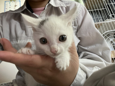 工場からの4兄妹