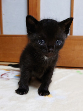 クリクリぱっちり、可愛い黒猫くん(^^)