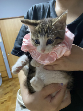 臆病な甘えん坊