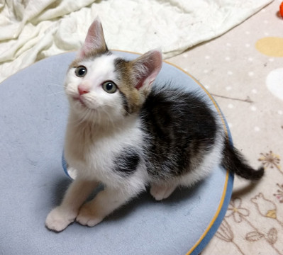 白キジの「せな」君