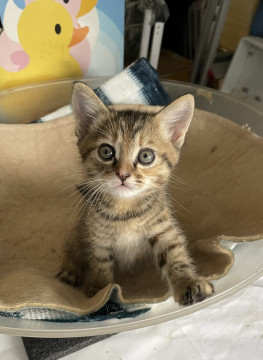 毛がふさふさ可愛い子猫ちゃん